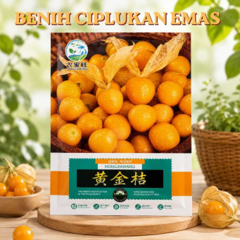 Benih Ciplukan Emas