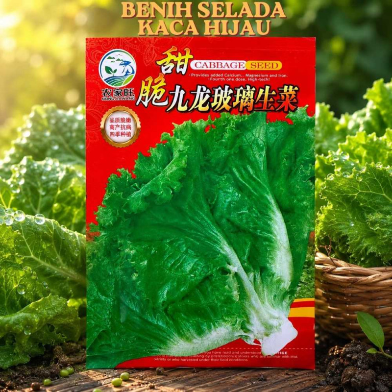 Benih Selada Kaca Hijau