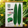 Benih Gambas Oyong