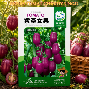 Benih Tomat Cherry Ungu