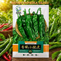 Benih Paprika Hijau