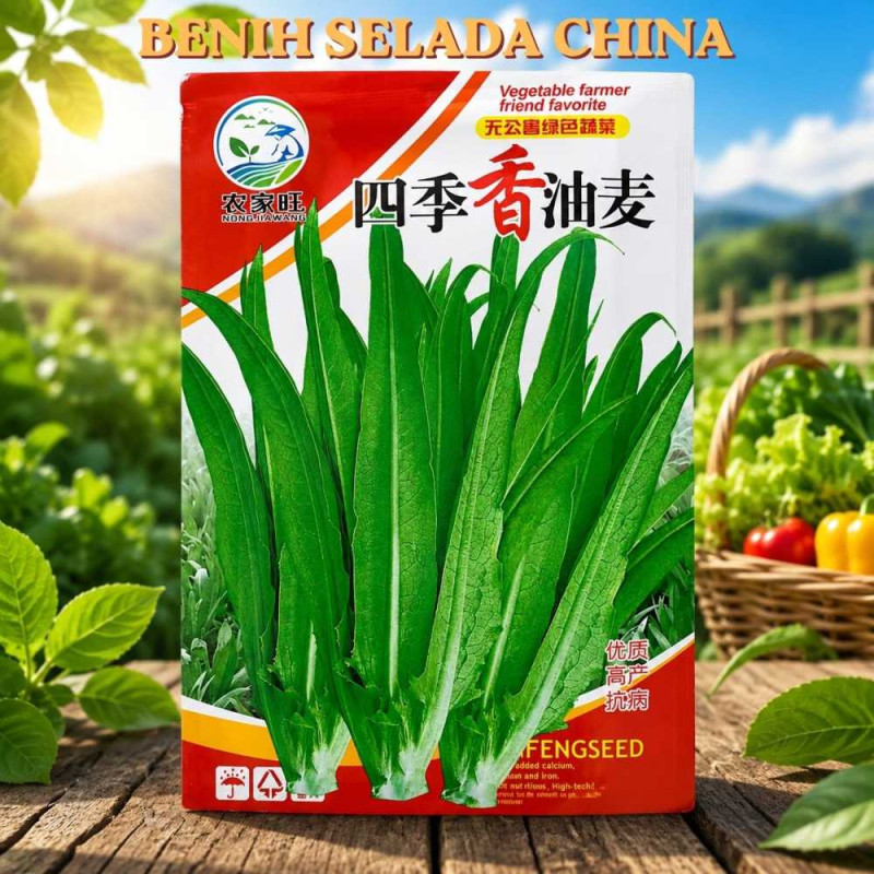 Benih Selada Cina