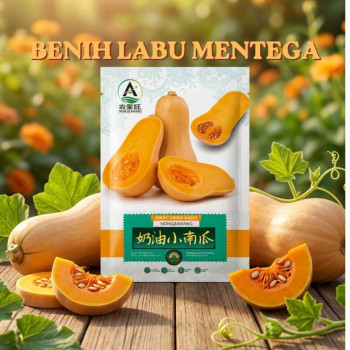 Benih Labu Mentega
