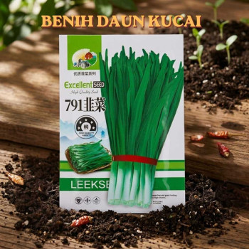 Benih Daun Kucai
