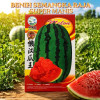 Benih Semangka Raja Super Manis