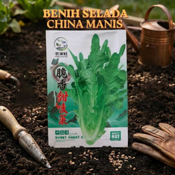 Benih Selada Cina Manis